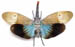 pyrorhyncha