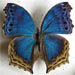 salamis_temora