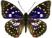 sasakia_charonda