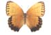 stichopthalmahowqua