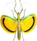 tnigrofasciata