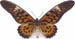 Papilioantimachus