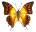 candiope