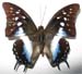 cognatus