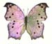 parhassus
