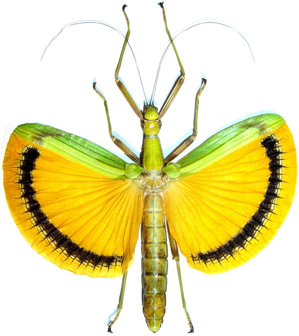 tnigrofasciata