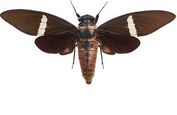 tosena