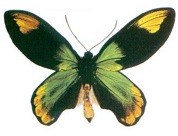 victoriam